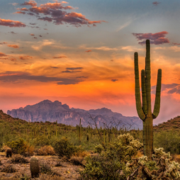 Kaktus i Arizona-landskap