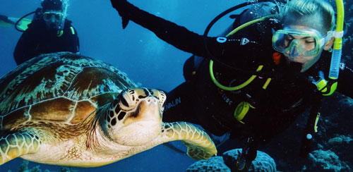 En student snorklar och har en sköldpadda bredvid sig i vattnet
